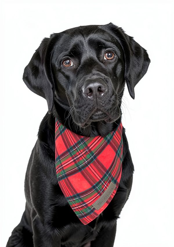 Realeaf Dog Bandana Plaid Christmas Design Small-5
